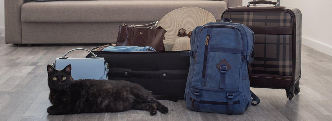 chat qui voyage
