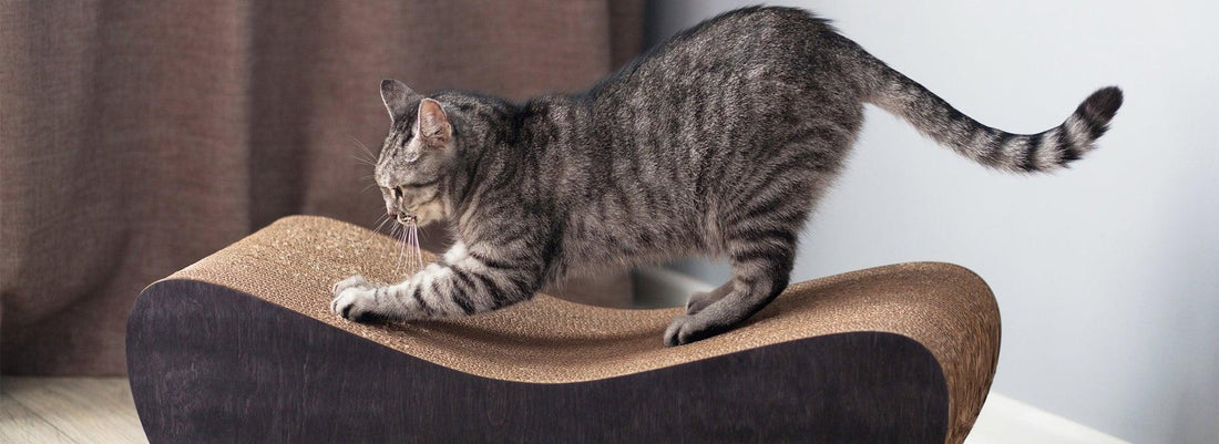 chat qui fait ses griffes sur un griffoir horizontal