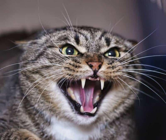 Comment gérer un chat qui aime mordre et griffer ?