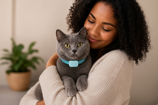 Collier GPS pour chat : pourquoi c'est indispensable