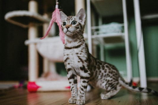 le chat et sont arbre à chat