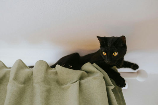 chat qui fait des bêtises