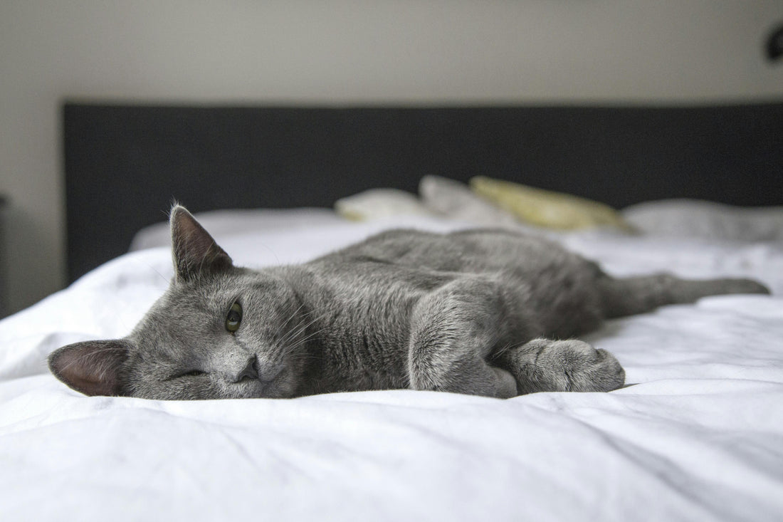 Chat gris allongé sur un lit blanc — illustration de l’article sur les pensions pour chats
