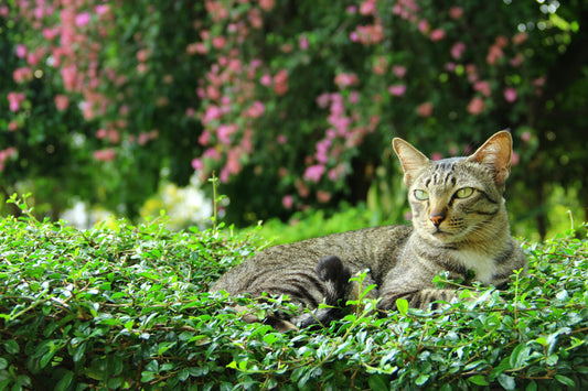 Chat tigré allongué sur une haie fleurie dans un jardin — article sur les dangers extérieurs pour les chats