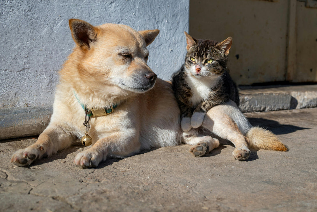Chien et chat couchés côte à côte au soleil — article sur l’intégration d’un nouveau chat avec d’autres animaux