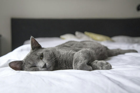 Comment choisir une pension pour chat pendant vos vacances : le guide complet