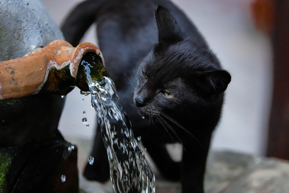 Mon chat ne boit pas assez : les signes qui doivent vous alerter et les solutions