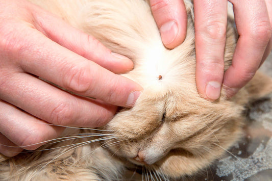 petit tique sur la peau visible du chat