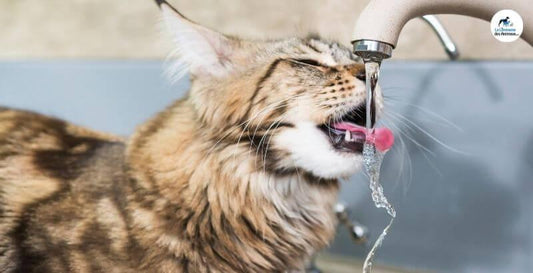 chat tigré buvant dans l'évier