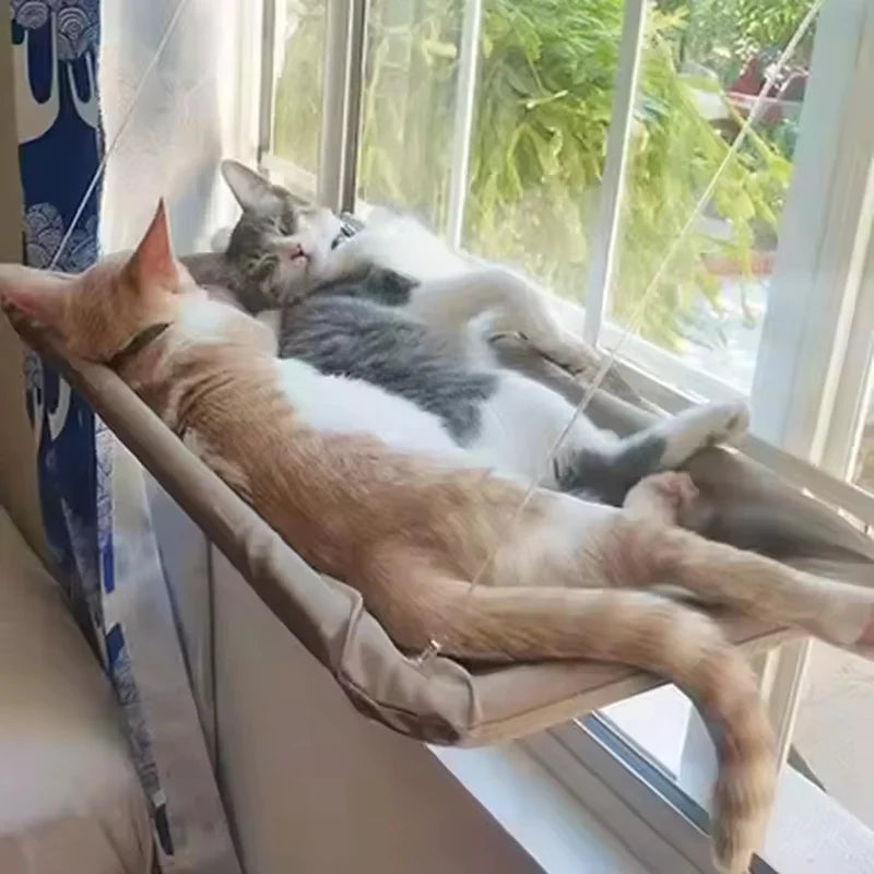 2 chats qui dorment paisiblement sur leur hamac de fenêtre