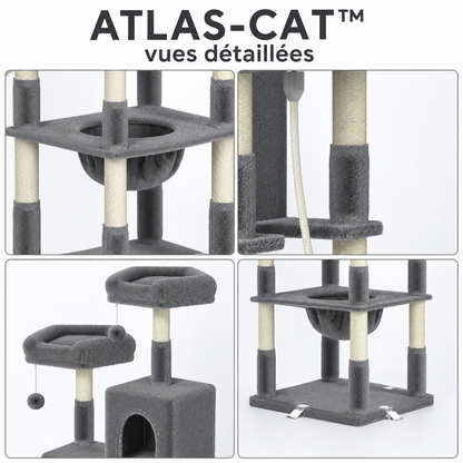 atlas-cat vues détaillées-1