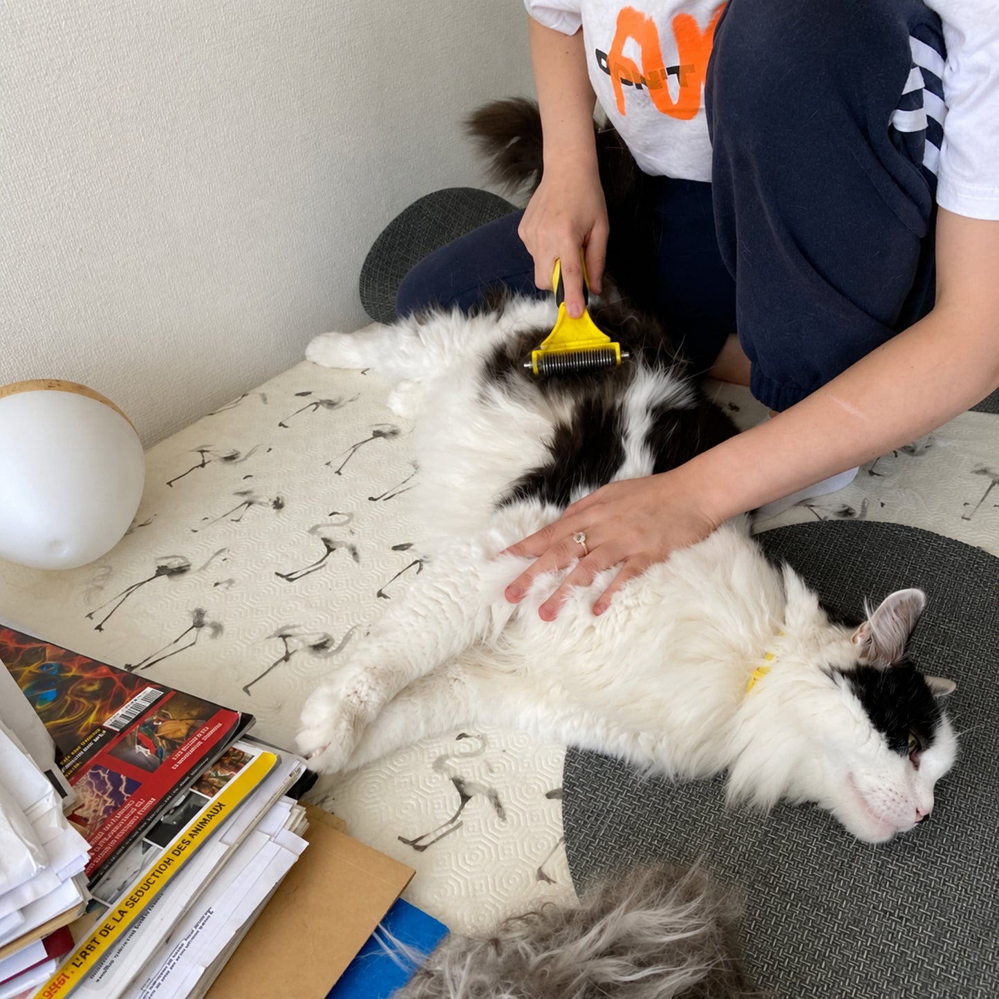 Femme brossant un chat avec CATBRUSH — élimination des poils morts