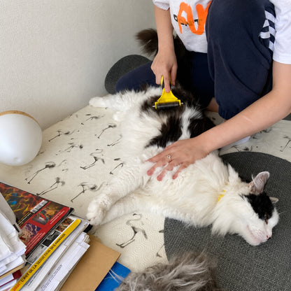 Femme brossant un chat avec CATBRUSH — élimination des poils morts
