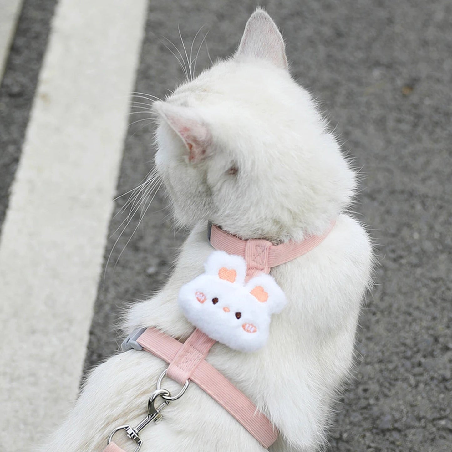 chat blanc avec son harnais rose
