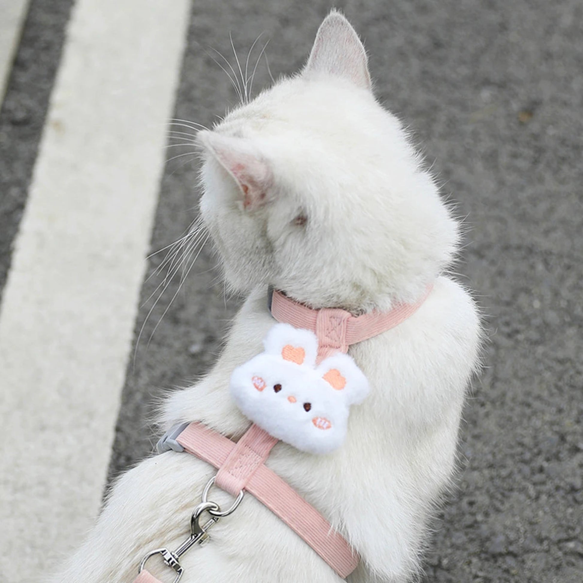 chat blanc avec son harnais rose