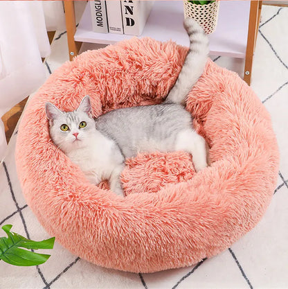 chat sur son coussin couleur saumon