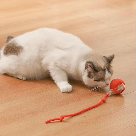 Jouet pour chat