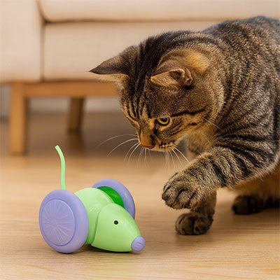 mimi-car jouet pour chat électrique