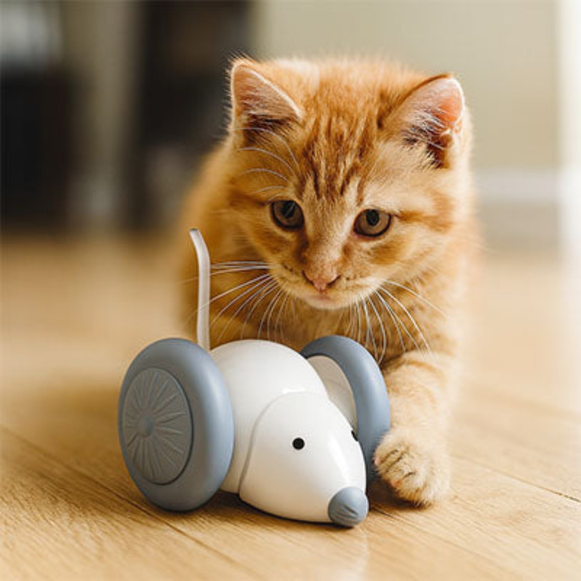 souris électrique pour jeux du chat