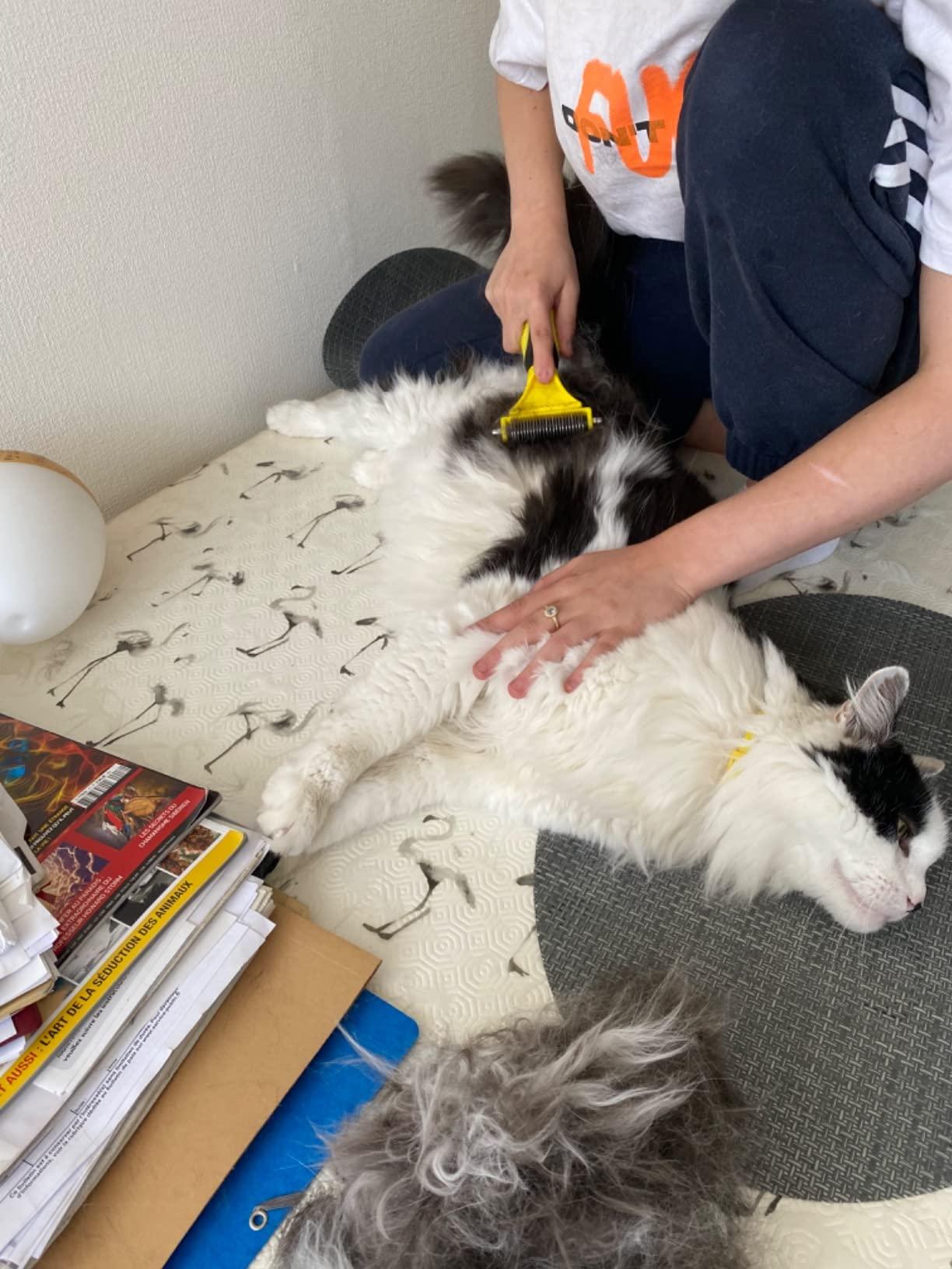 chat allongé et brossé a la maison