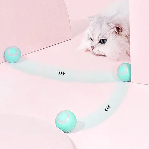 chat qui regarde le mouvement de la balle