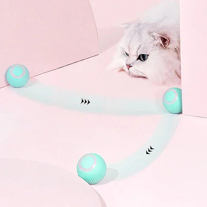 chat qui regarde le mouvement de la balle