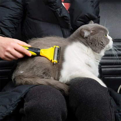 minou se fait brossé sur les genoux de son maitre